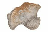 Dimetrodon Scapula (Shoulder) Bone - Texas Red Beds #218716-1